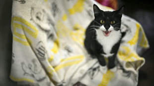 Coût de la vie: les Britanniques abandonnent leurs animaux domestiques