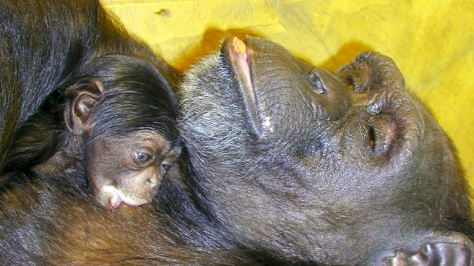 'Genius' chimpanzee Ai dies in Japan at 49