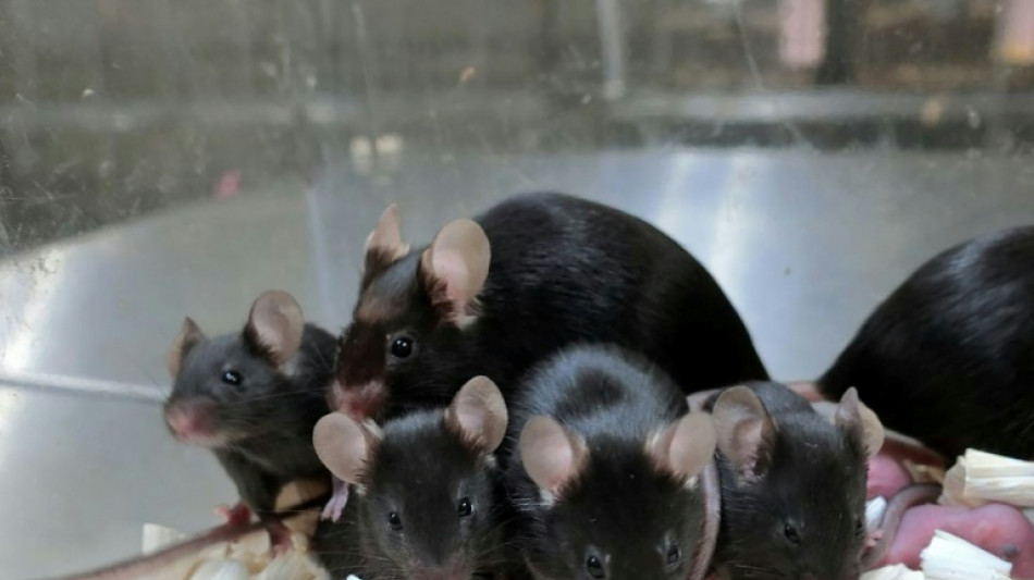 Los mam&iacute;feros no pueden ser clonados indefinidamente, revela un estudio